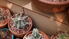 #indoorplants #plantlover #cactusaddict #cactus #cactu #cactuslovers #cactos #cacto #flower #beatles #beatleslove