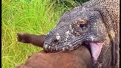 Komodo dragon and his last meal