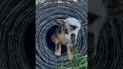 New uses for goat fence #goatlovers #goat #dwarfgoats #farmchannel #babygoats #rurallife #homestead