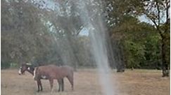 Shower lessons continue.... - Bar-None Ranch tales of tails
