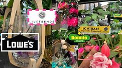 Lowe’s Houseplant Finds! + Fuschia, Ajuga, Leucothoe, Polemonium, Pom-Pom Evergreens and more!🪴