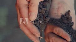 farmer hands pour into hands, priming, agriculture farm, soil structure observation, type differentiation, agricultural worker fieldwork, soil composition investigation, farmer soil interaction