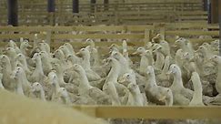 Cultivation of Ducks at Poultry Farm for Sale Stock Video - Video of funny, fodder: 117488949