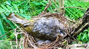 Brave Bird Shields Baby From Heavy Rain (6) â Dad Bulbul's Convenient Escape to Feed the Young! E216