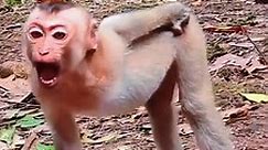 Lovely Monkey Rojo Very Excited
