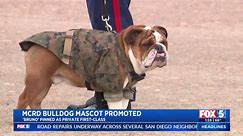 MCRD Bulldog Mascot Promoted