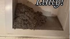 The dryer lint trap didnt catch anything, it all went in the vent! #oddlysatisfying #dryerventcleaning #cleantok #unclogging #vacuumtherapy | Lint Away
