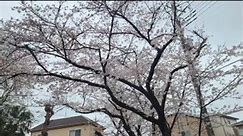 SAKURA IN JAPAN Beautiful Flowers Everywhere 🪷💮🌸💐🏵️🌹🥀🌺🌻🌼🌷🪻🌱🪴🌲🌳🌴🌵🌾🌿☘️🍀🍁🍂🍃🪹🪺🍄🦠🪱🪰🦟🐝🪲🐞🦗🪳🕷️🕸️🦂🐜🐛🦋🪼 #flowers #flowerslovers #springflowers #spring #japan #tokyo #GBFA | Franck Aristide Gnontémé
