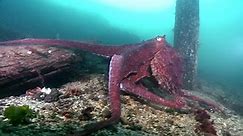 Giant Pacific Octopus Stock Footage Video (100% Royalty-free) 10179611