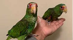 Baby HandReared Friendly Super Tame Amazon Parrot,12 - £600