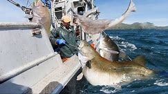 longline fishing, Commercial Fishermen Fishing Vessel - Catch Giant cod and Halibut in skill Alaska