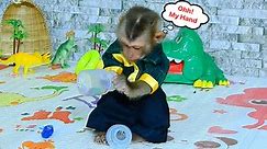 Adorable Baby Monkey Axel Dears to Plunge His Hand Into a Baby Bottle Milk to Search for New Toys