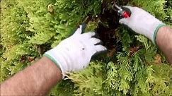 HOW TO: Prune Rheingold Arborvitae with a natural look | Arborvitae, Natural looks, Prune