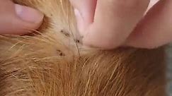 How To Remove Many Big Ticks and Small Ticks From Poor Dog - (18)