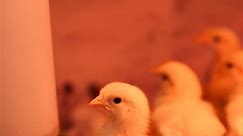 ‼️ CHICK SALE - Buy ONE, Get TWO FREE ‼️ Don’t miss out on this awesome deal! 🤩 Stop by or call to claim yours! (See the comments for list of available chicks) #salesalesale #babychickens #quail #chicks #shoplocalbusiness #feedstore | Sanders County Feed Store