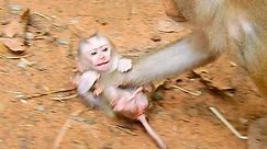 million dangerous baby monkey Leo cries hurt and nearly head trauma with bad behavior of mom.