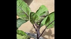 How To Plant Penstemon, Eggplants, Ornam. Kale & Geranium 🪴🍆🌺 #75