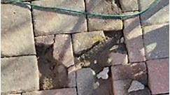 Experience Top-notch Paver Maintenance Services: Cleaning,Repair, and resanding to Enhance Your Outdoor Space | Eric Thorpe