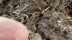 How did this old US coin end up by the tree in Australia? #youtubeshorts #viral #metaldetecting