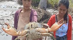 Brave Women Catch Giant Mud Crabs In Muddy after Water Low Tide