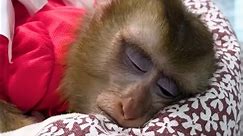 So Touching! Diem said goodbye to Monkey Kaka to get vaccinated