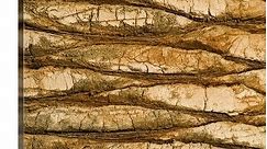 "Natural Pattern of a Palm Tree trunk" Canvas Wall Art - Bed Bath & Beyond - 16445576