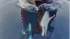 Little Planet Dolphins, Filmed by @divewet
