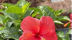 Come get your hibiscus tree now! 🌺 | Settlemyre Nursery
