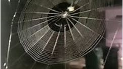 How Spider Make Cobweb | Spider Make... - Fakhar Chaudhary