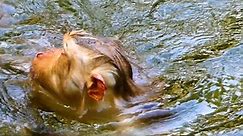 Happy time good Joyce take bb Jovi to swim everyday cus so hot mum can't stay witout swimming clean her sweat and smell bad#cute #monkey #newbornbabymonkey #babyRainbow #monkeyLibby #Hanuman