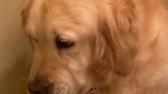 Golden Retriever Rescued From Puppy Mill Treats Her First Toy Like A Baby