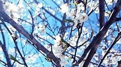 flower tree 🌳 #beautifultree