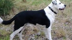 Информације и слике пасмине паса Боколлие - Пси