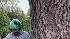 Felling a big heavy leaning Elm in Yakima a few weeks ago #tree #nature #trees #photography #naturephotography #sky #landscape #green #forest #photooftheday #love #naturelovers #beautiful #art #sunset #photo #travel #flowers #clouds #sun #ig #instagood #summer #autumn #landscapephotography #instagram #naturelover #picoftheday #wood #beauty | Phally Show
