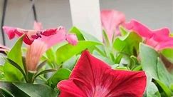 [Show off] Flowers in hydroponics, Aerogarden, iDoo, Petunias, Pansies, Crossandra