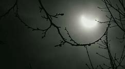 En regardant à travers les arbres au soleil pendant une éclipse solaire à Nouvel York.