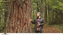 Tree Identification: Douglas Fir & Incense Cedar