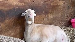 Ollie 💛 #ollie #safe #loved #happy #animals #sheep #rescued #survivor #beatallodds #beauty #beautiful #peace #safehaven #veg #farm #michigan | SASHA Farm Animal Sanctuary