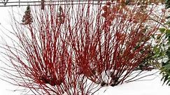 Red Twig Dogwood - How to Grow,Care,Varieties,Propagation [Full Guide]