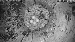 Eastern screech owl nest with 4 eggs!