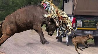 Buffalo lost her baby in a Leopard herd , see how this Buffalo used its Weapon to concore them