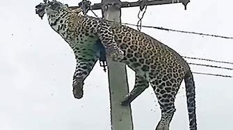 poor animals!! wild animal act clumsy but the pay their life in return