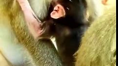 Mom Monkey_Beat Her Baby Block Milk, Till Crying Loudly #cutemonkey #monkeys