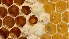 Larva Wax Moth Bite Honeycomb Wax Stock Footage Video (100% Royalty-free) 18932756 | Shutterstock