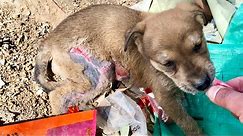 Heartbreaking, a severely ill puppy left abandoned in a garbage pile to fend for itself.
