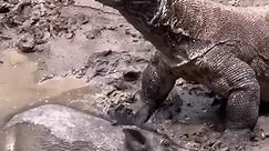 Komodo catches its prey