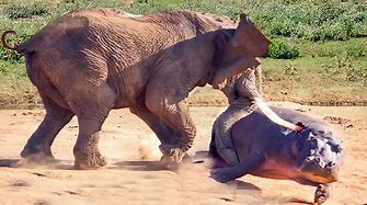 The most BRUTAL battle you will see ,Rhino VS Tiger VS Elephant VS Hippo VS Buffalo , THE WINNER WILL SURPRISE YOU