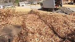 INSANE Amount of LEAVES in BACK YARD