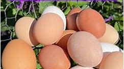 PRO TIPS FOR CLEAN EGGS. Eggs from backyard chickens should be clean when collected 99% of the time. Here are some simple steps to ensure clean eggs. 👉🏻 Provide Effective Nesting Material. I recommend plastic nest pads. Never use straw b/c hens scratch it out of the way, leaving eggs unprotected. 👉🏻 Use Sand for litter in the coop & Run. Droppings dry quickly in sand and it keeps chickens’ feet clean even in wet weather. 👉🏻 Train Chicks Not to Sleep in Nest Boxes. Sleeping chickens poop; e
