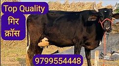 Top Quality Gir Cross Cow For Sale in Lowe price call 9799554448 #gircrosscow #gir #gircowdairyfarm